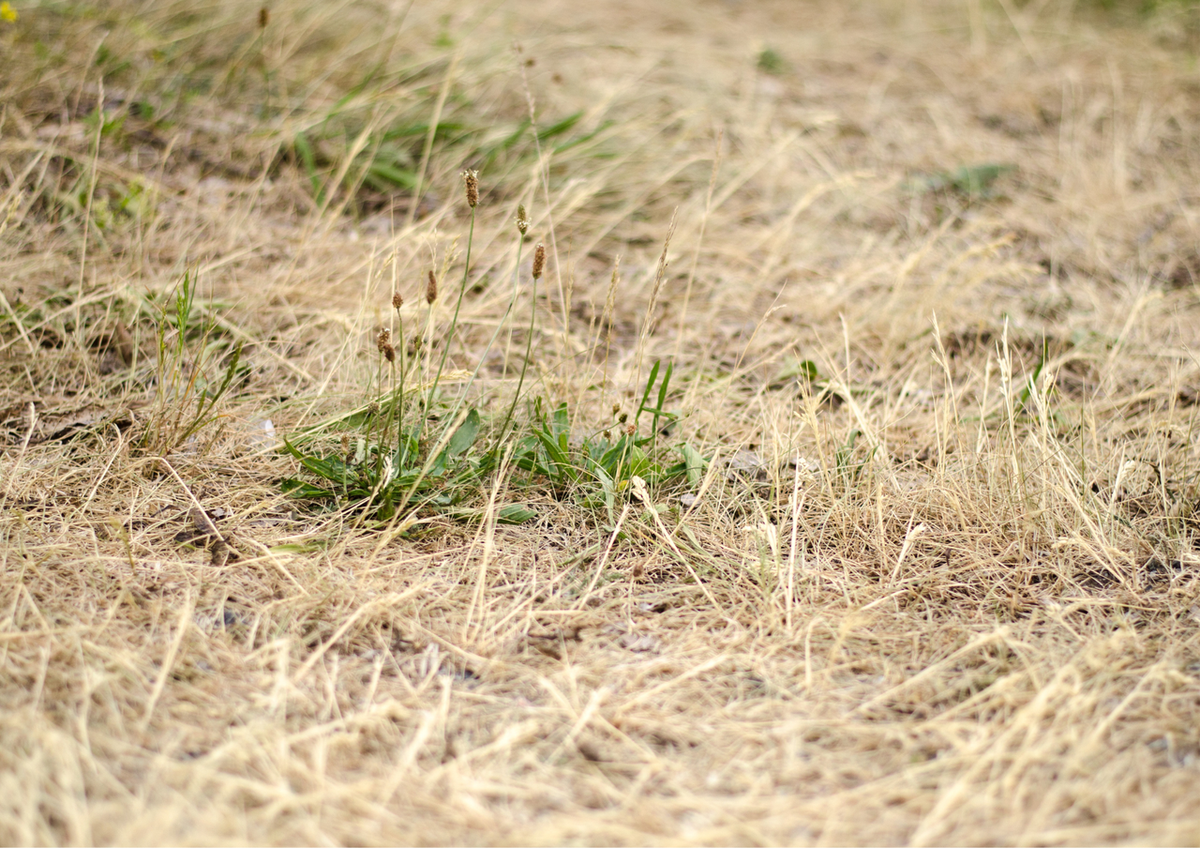 How to Remove and Revive Dead Grass for a Healthier Lawn