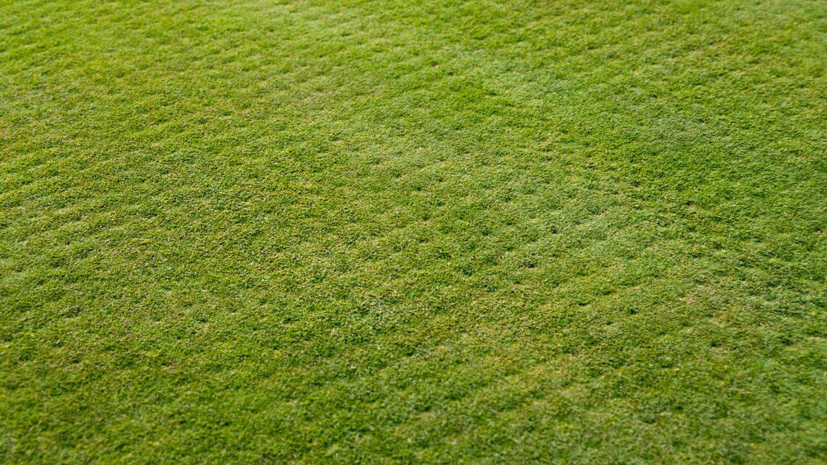 Ground after aeration