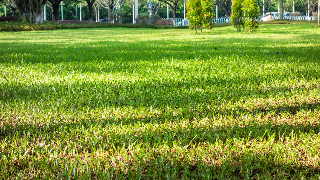 shaded lawn