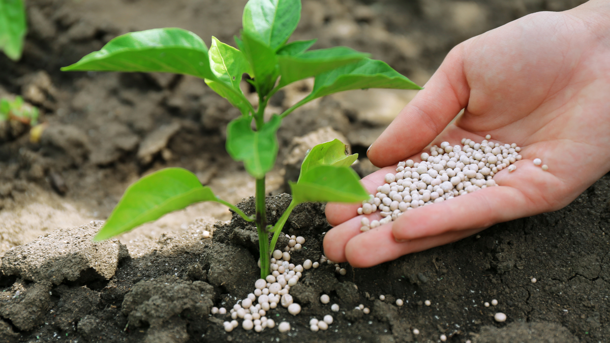Winterizer fertilizers 